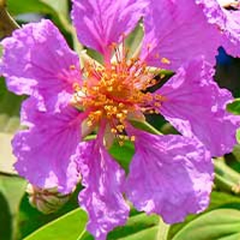 Banaba — ingredient in RegenVive